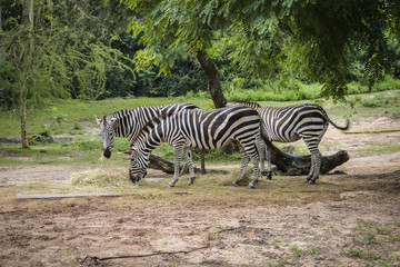 Fototapeta na wymiar Zebras feeding in the park