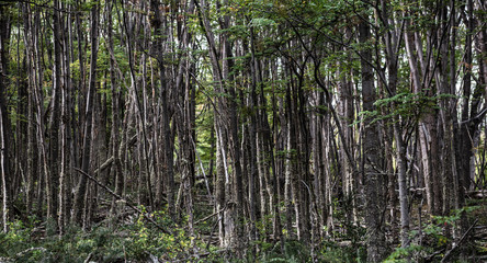 Typical forest in the southern Patagonia
