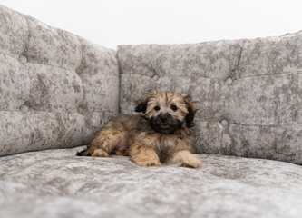 Adorable Fluffy Little Puppy Sitting on Gray Sofa