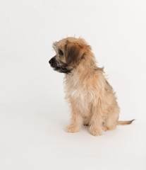 Adorable Fluffy Little Puppy Sitting on White Background