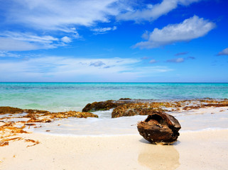 Coconut at the caribbean beach. Summer background.