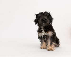 Adorable Fluffy Little Puppy Sitting on White Background