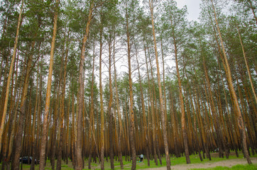 Pine dense forest with green glade. Tall pines, spruce. Forest on the lake for recreation, picnic, family entertainment