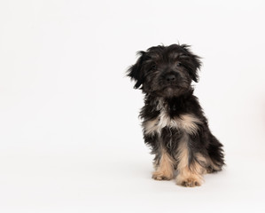 Adorable Fluffy Little Puppy Sitting on White Background