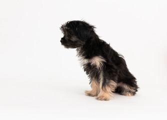 Adorable Fluffy Little Puppy Sitting on White Background