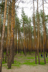 Obraz premium Pine dense forest with green glade. Tall pines, spruce. Forest on the lake for recreation, picnic, family entertainment