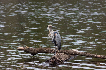 Blue Heron cleans its feathers