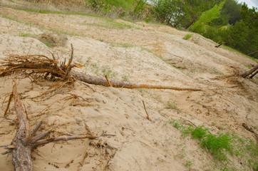 Pine forest by the lake. Lake in the sand pit. A cliff on the beach at the foot of the forest. Pines, eaten on the edge of the lake..