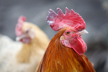 White chicken is under the protection of its rooster with a red crest