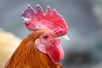 Portrait of a rooster on a dark background. Close-up