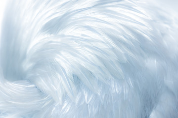 Obraz premium Delicate soft white bird feathers as a background or backdrop