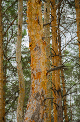 Pine forest by the lake. Lake in the sand pit. Big, old, curve derego. Pines, eaten on the edge of the lake.