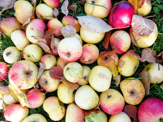 Apple harvest at autumn