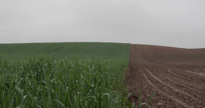 Green corn shoots in rainy weather are delineated with a non-seeded field