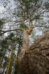 Pine forest by the lake. Lake in the sand pit. Big, old, curve derego. Pines, eaten on the edge of the lake.
