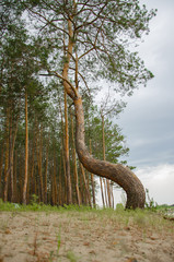 Pine forest by the lake. Lake in the sand pit. Big, old, curve derego. Pines, eaten on the edge of the lake.