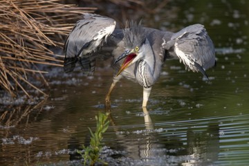Junger Graureiher im Wasser 12