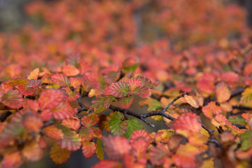 Branch and leaves in the woods