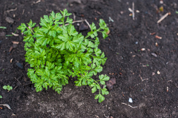 Young parsley in the garden. Parsley leaves. Parsley grows in the ground.