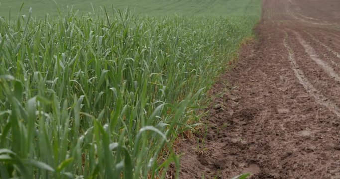 Green corn shoots in rainy weather are delineated with a non-seeded field