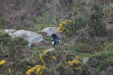 Dublin, Ireland, Eire, City, Travel, Irish