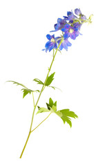 Fototapeta premium Blue field flowers isolated on white, wildflowers. Petals, flowerheads and leaves. Parts of flowers