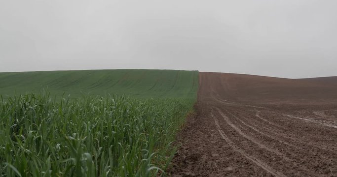 Green corn shoots in rainy weather are delineated with a non-seeded field
