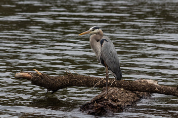 BLue Heron stands on log fishing