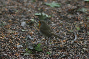 Dublin, Ireland, Eire, City, Travel, Irish