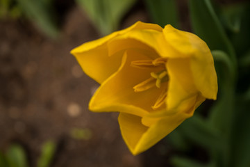 żółty kwiat tulipan
