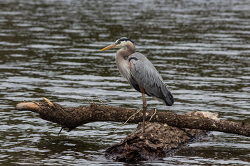 Blue Heron profile