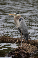 Great Blue Heron at lake