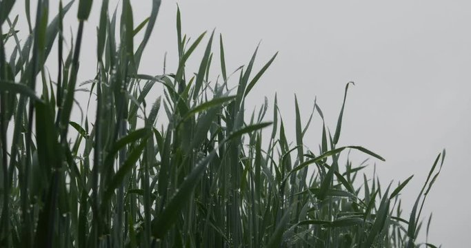 Green corn sprouts in rainy weather