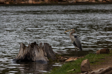 Great Blue Heron sits on shoreline looking for fish
