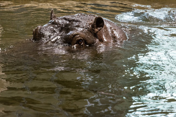 view of the head of a hippo floating in the water