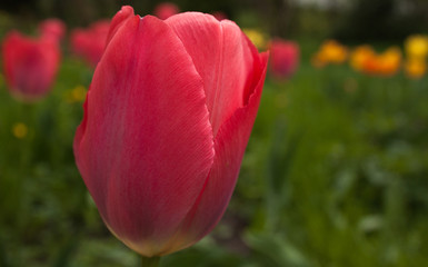 różowy piękny tulipan