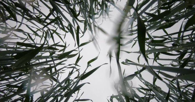 Green currant shoots in rainy weather. Drops fall down