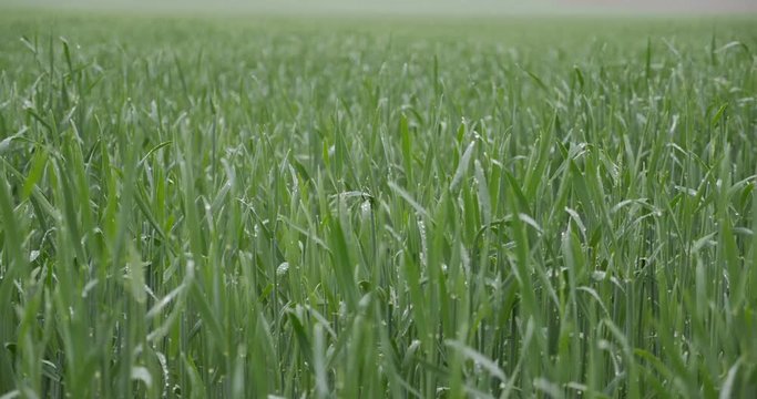 Green corn sprouts in rainy weather