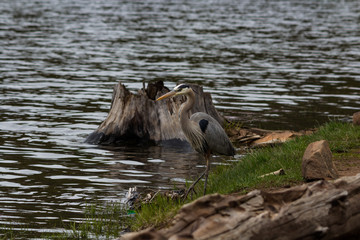 Blue Heron on shore