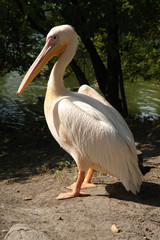 Fototapeta na wymiar big pelican