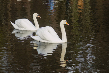 Fototapeta premium swans