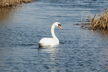 White swan on the pond