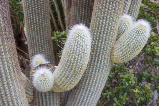 Detail of big cactus espostoa lanata