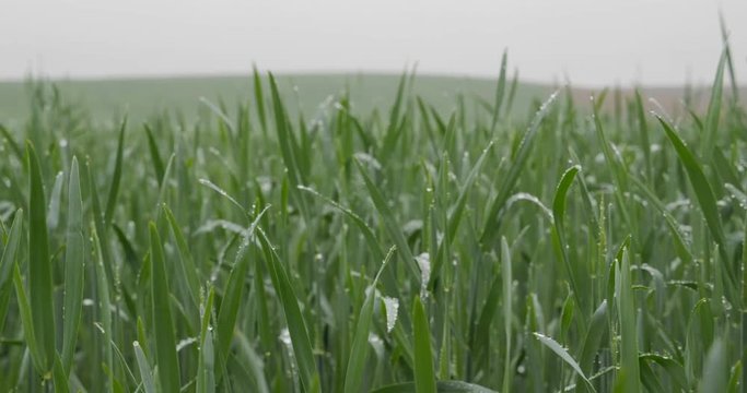 Green corn sprouts in rainy weather