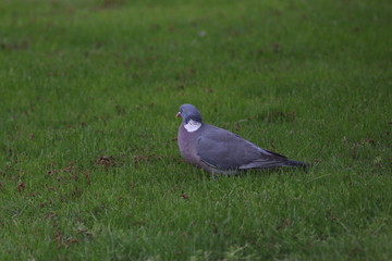 Dublin, Ireland, Eire, City, Travel