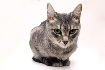 Obraz premium Cat close up on a white background. Isolated object. Concept - Pets. Copy space