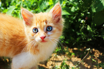 Kitten. Cute kitten with blue eyesin the park. Cute red cat in grass in summer. Cat over nature background. Cropped shot of kitten.
