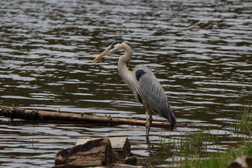 Great Blue Heron fishes