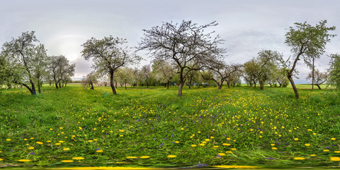 full seamless spherical panorama 360 degrees angle view in blooming apple garden orchard with dandelions  in equirectangular projection, ready VR AR virtual reality content