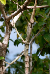 Stick Insect photographed in Guarapari, Espirito Santo. Atlantic Forest Biome. Recorded in 2007.
